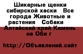 Шикарные щенки сибирской хаски - Все города Животные и растения » Собаки   . Алтайский край,Камень-на-Оби г.